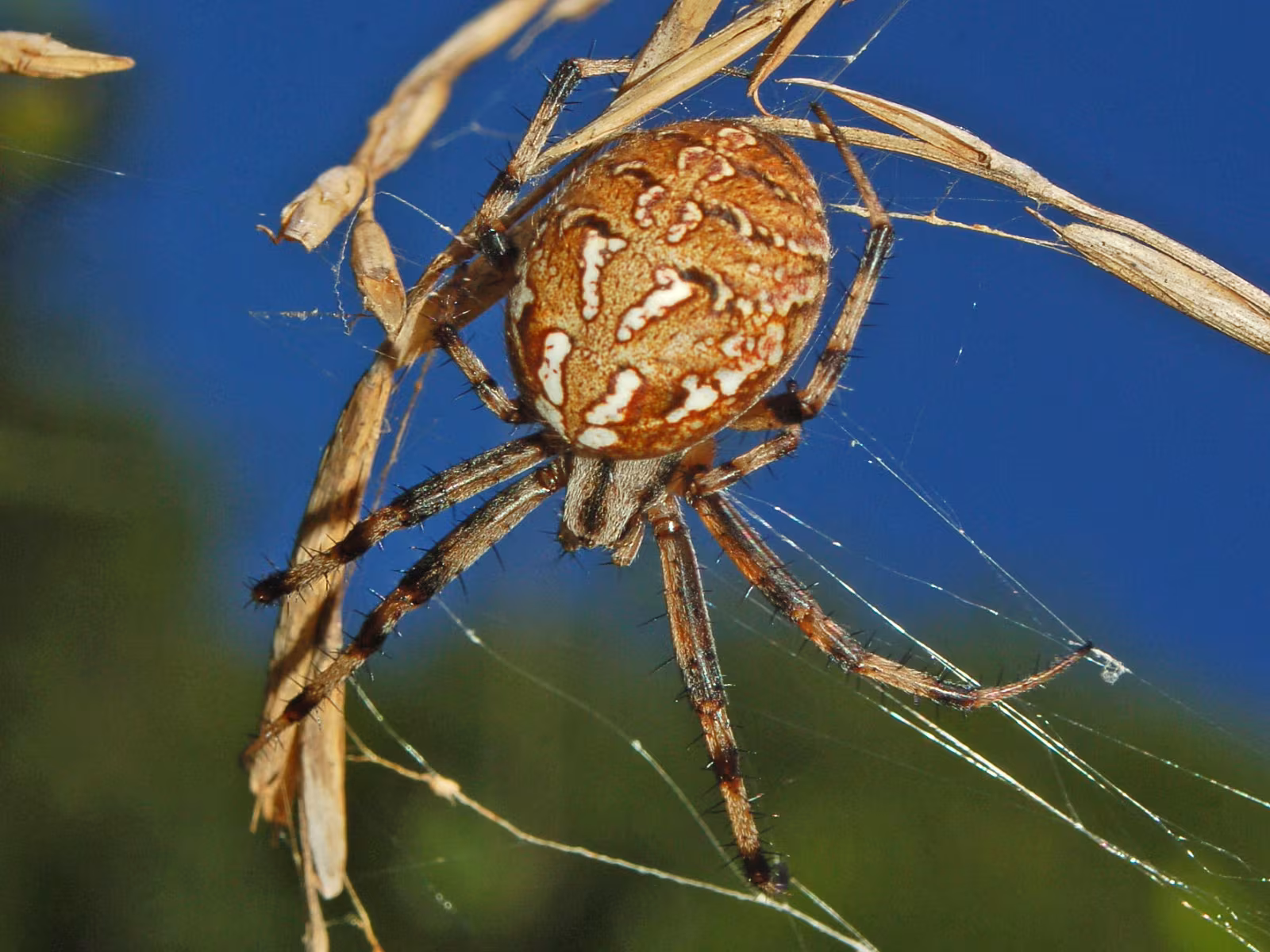 Neoscona byzanthina