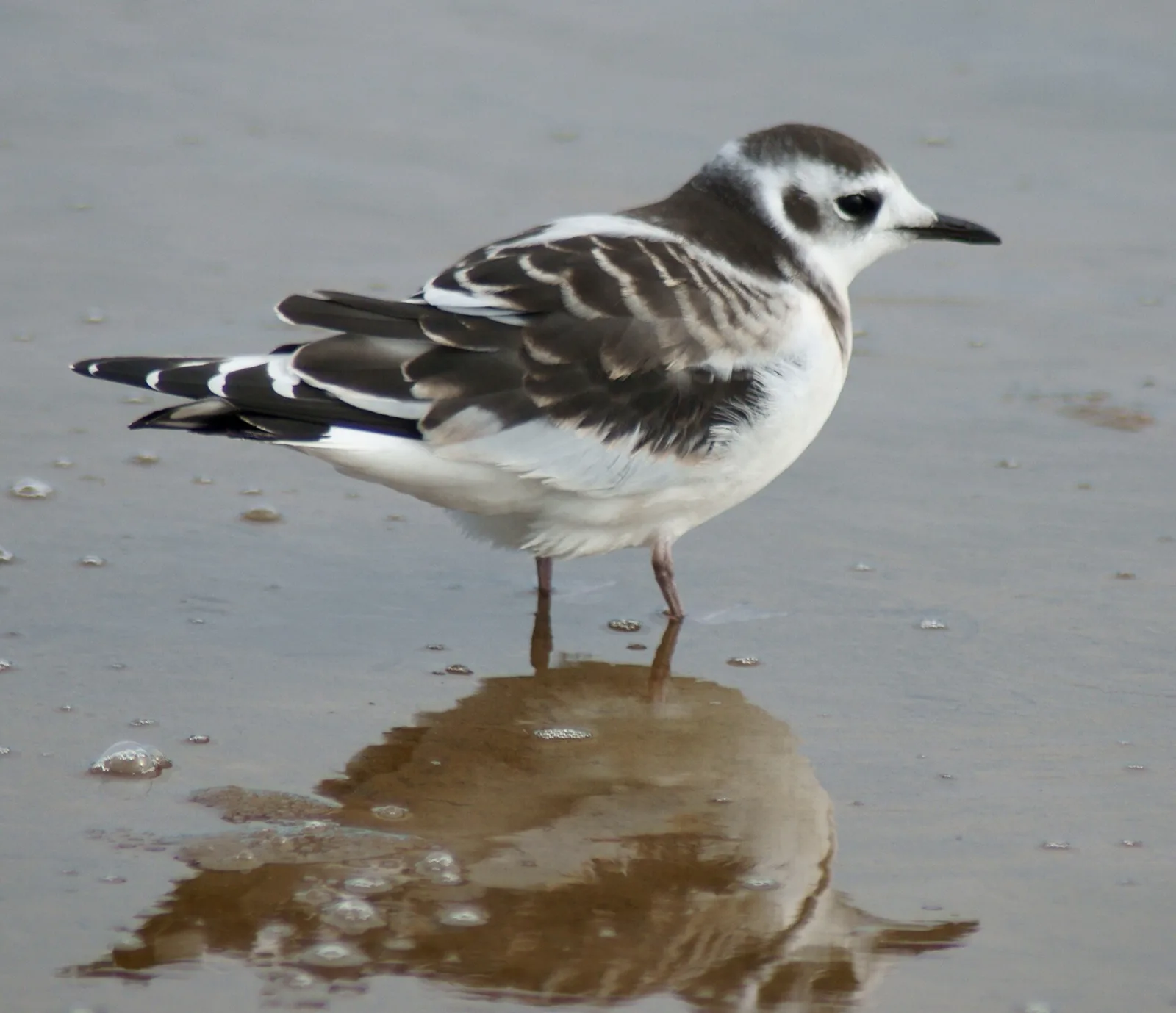 Little Gull