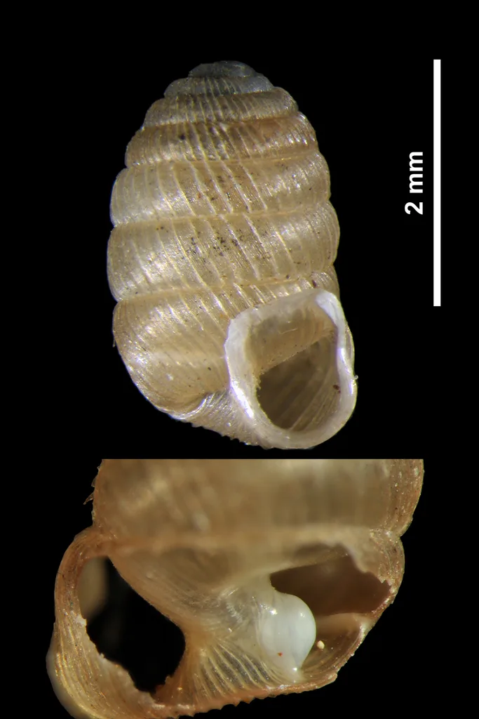 Pagodulina pagodula