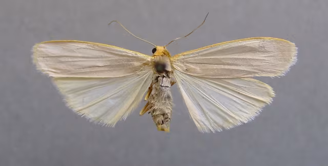 Eilema caniola