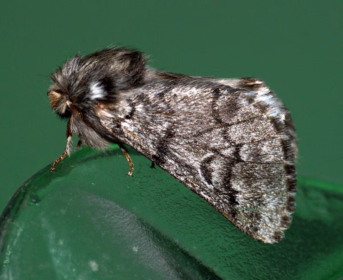 Pine Processionary-moth