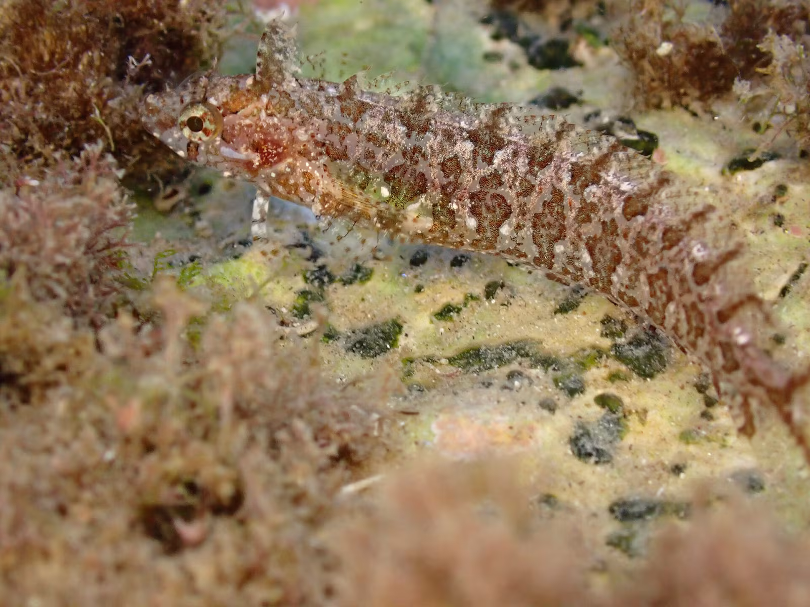 Bavosella d'alga