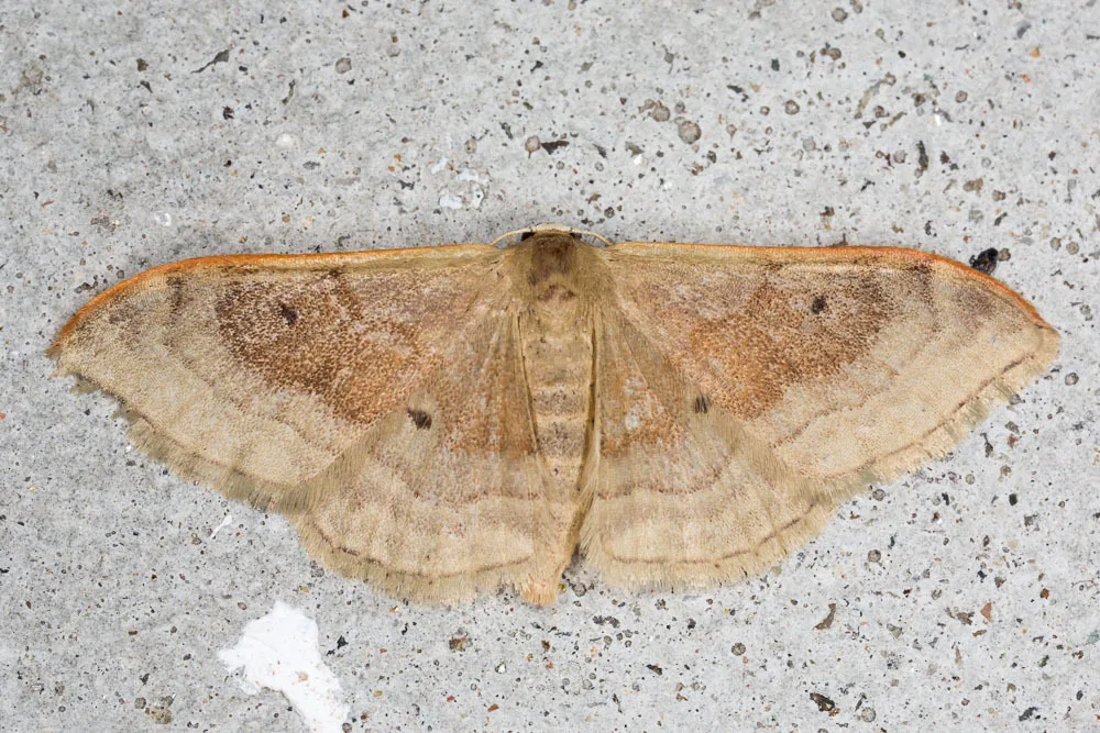 Idaea degeneraria