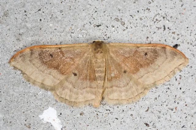 Idaea degeneraria