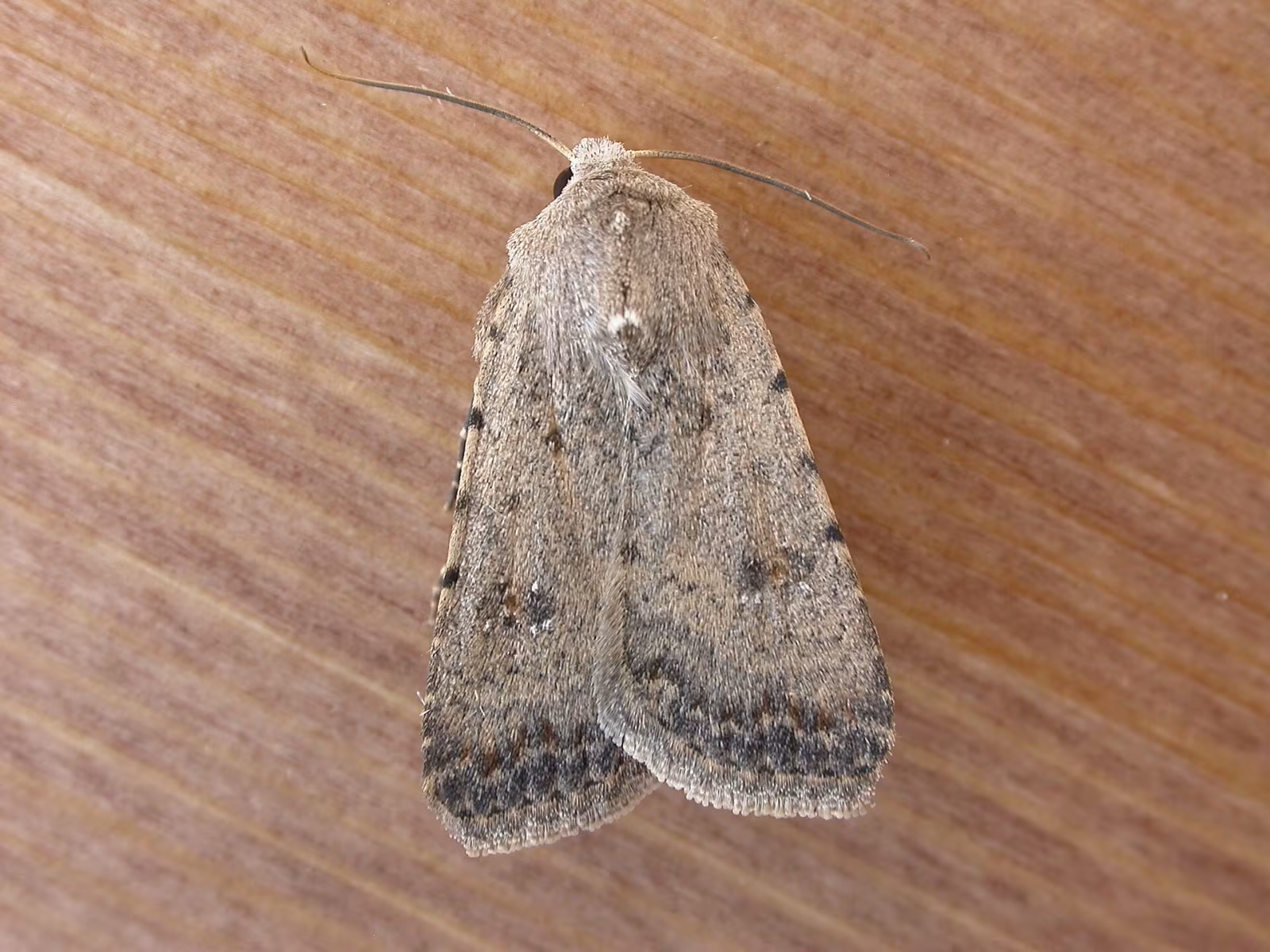 Caradrina clavipalpis