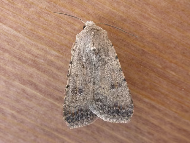 Caradrina clavipalpis