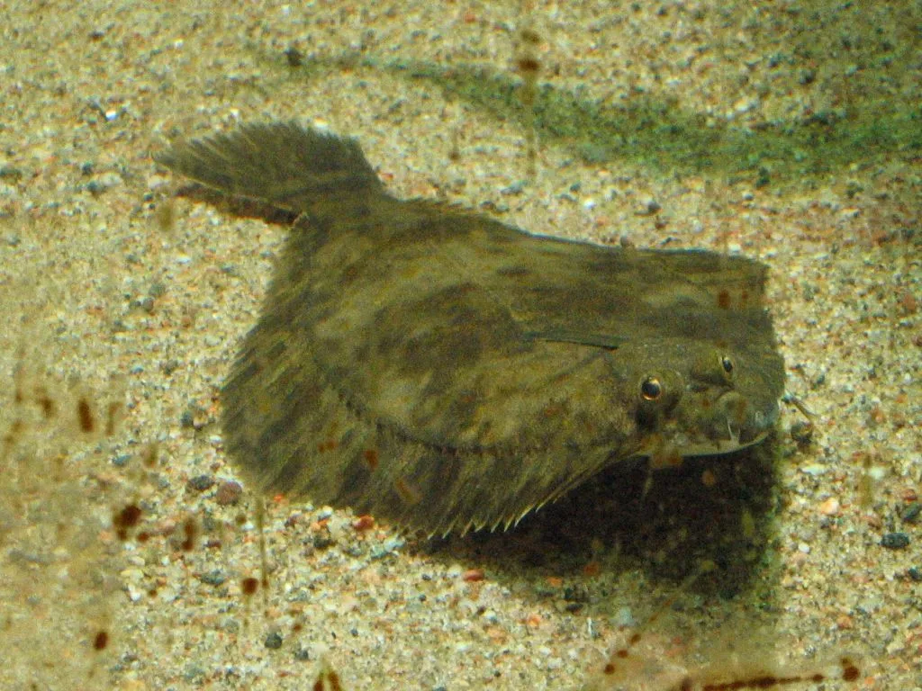 European Flounder