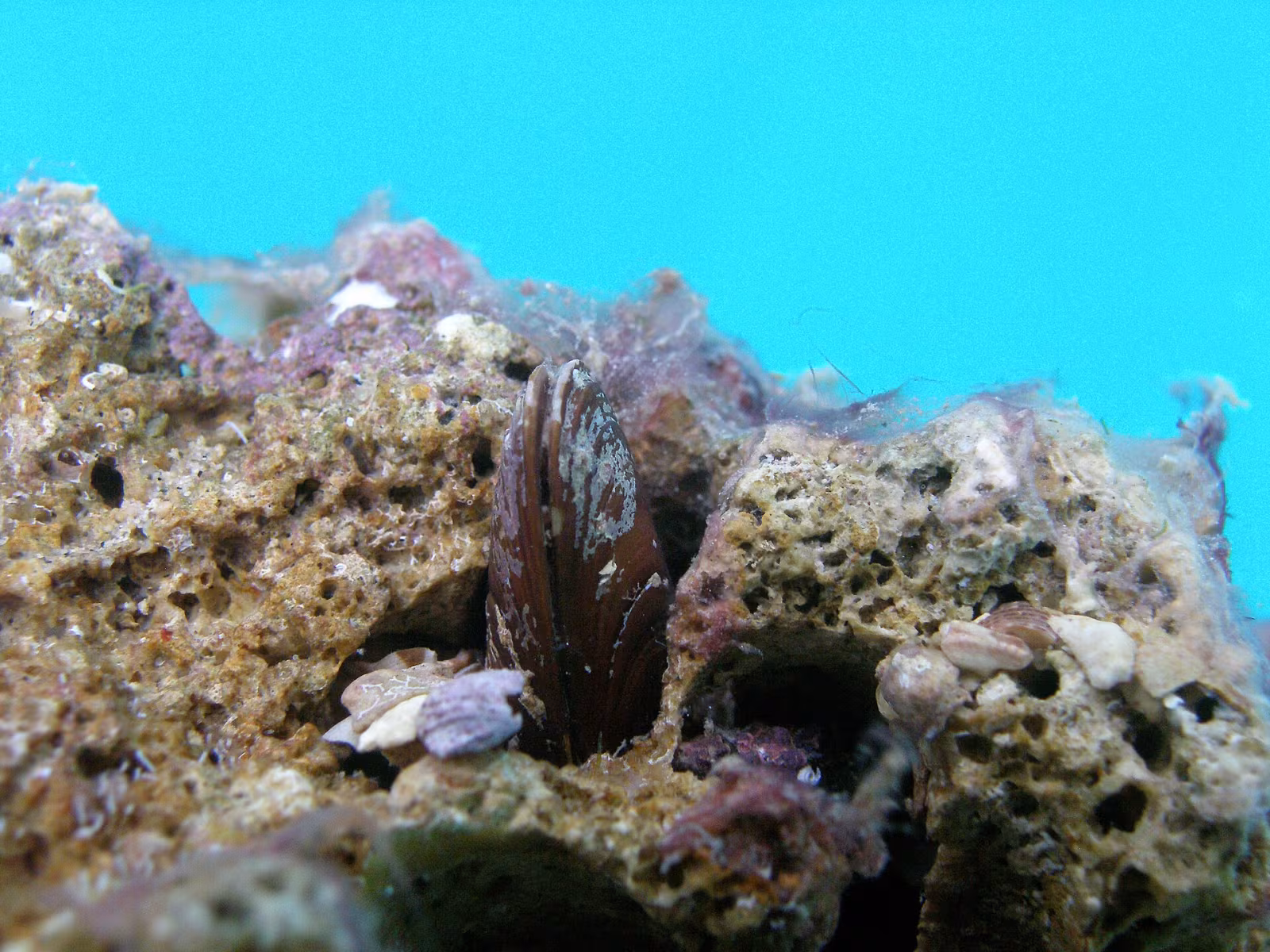 dattero di mare