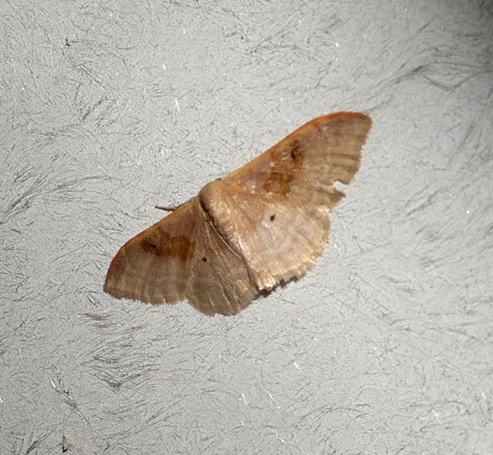 Idaea rubraria