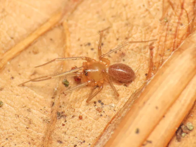 Palliduphantes conradini