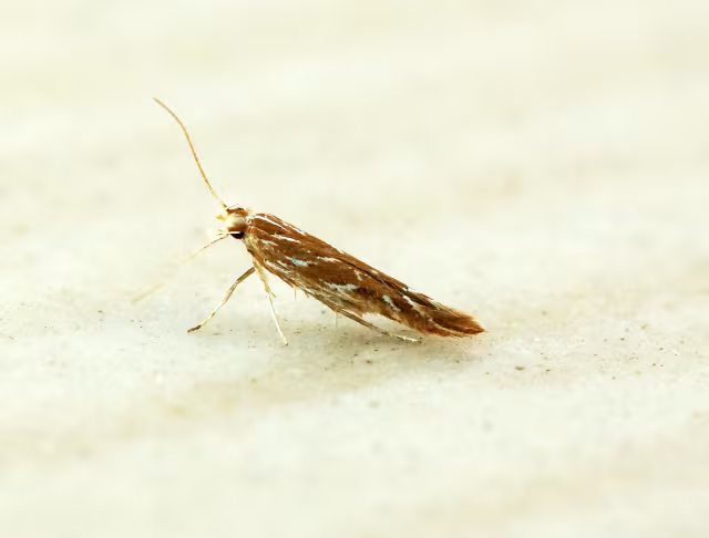 Pyroderces argyrogrammos