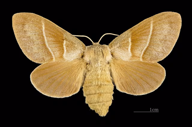 Falena volpe
