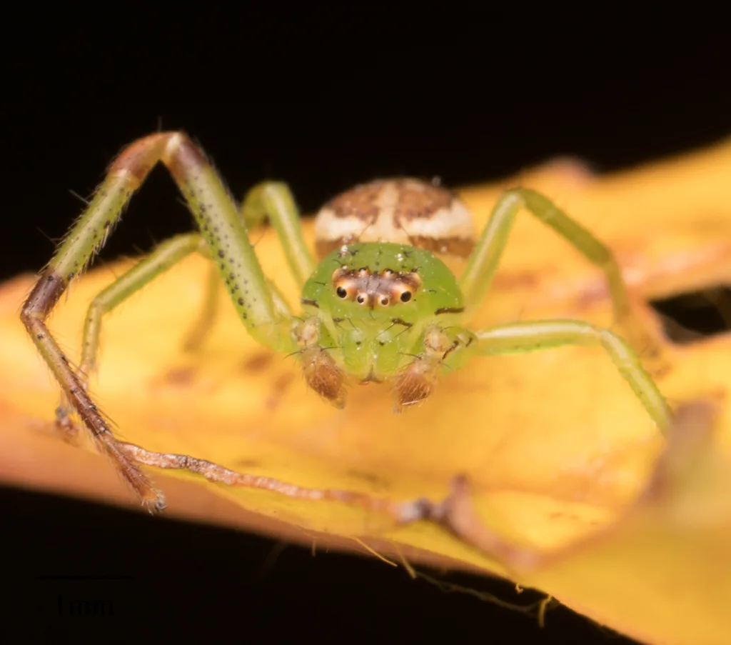 Diaea dorsata