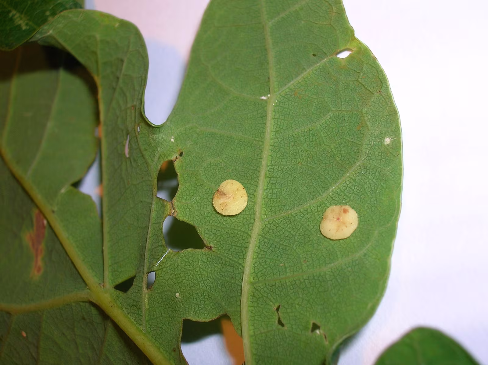 Neuroterus albipes