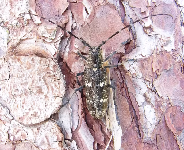 Monochamus sartor