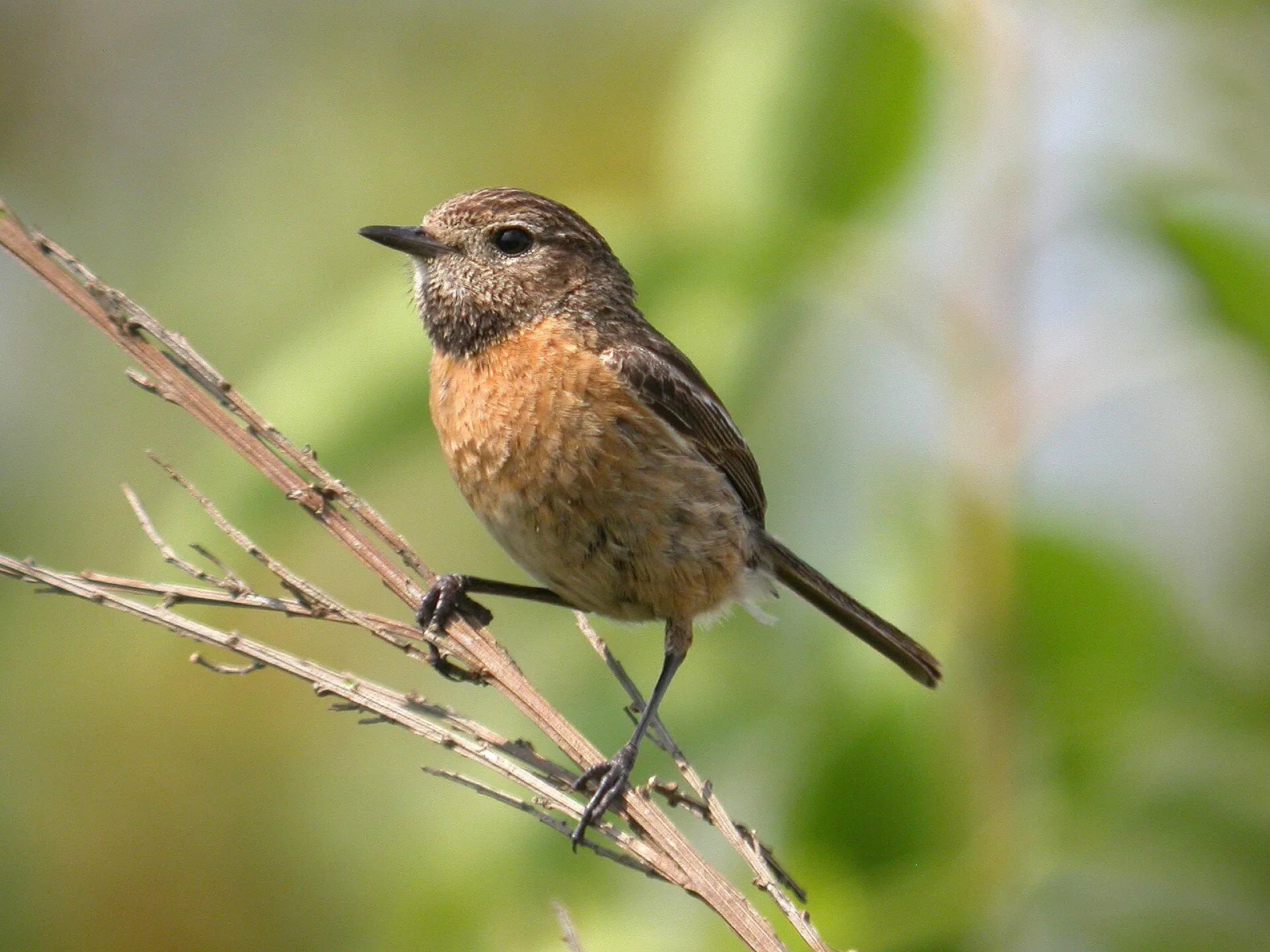 European Stonechat