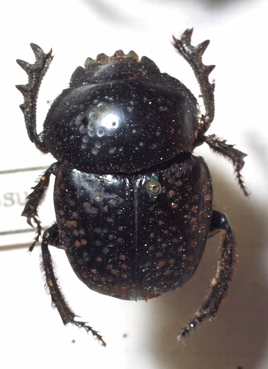 Scarabaeus variolosus