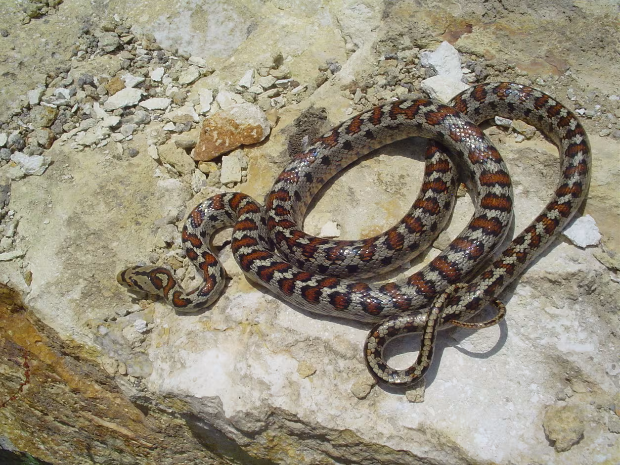 Colubro leopardino