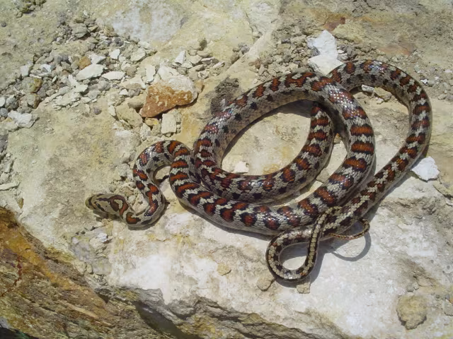 Colubro leopardino