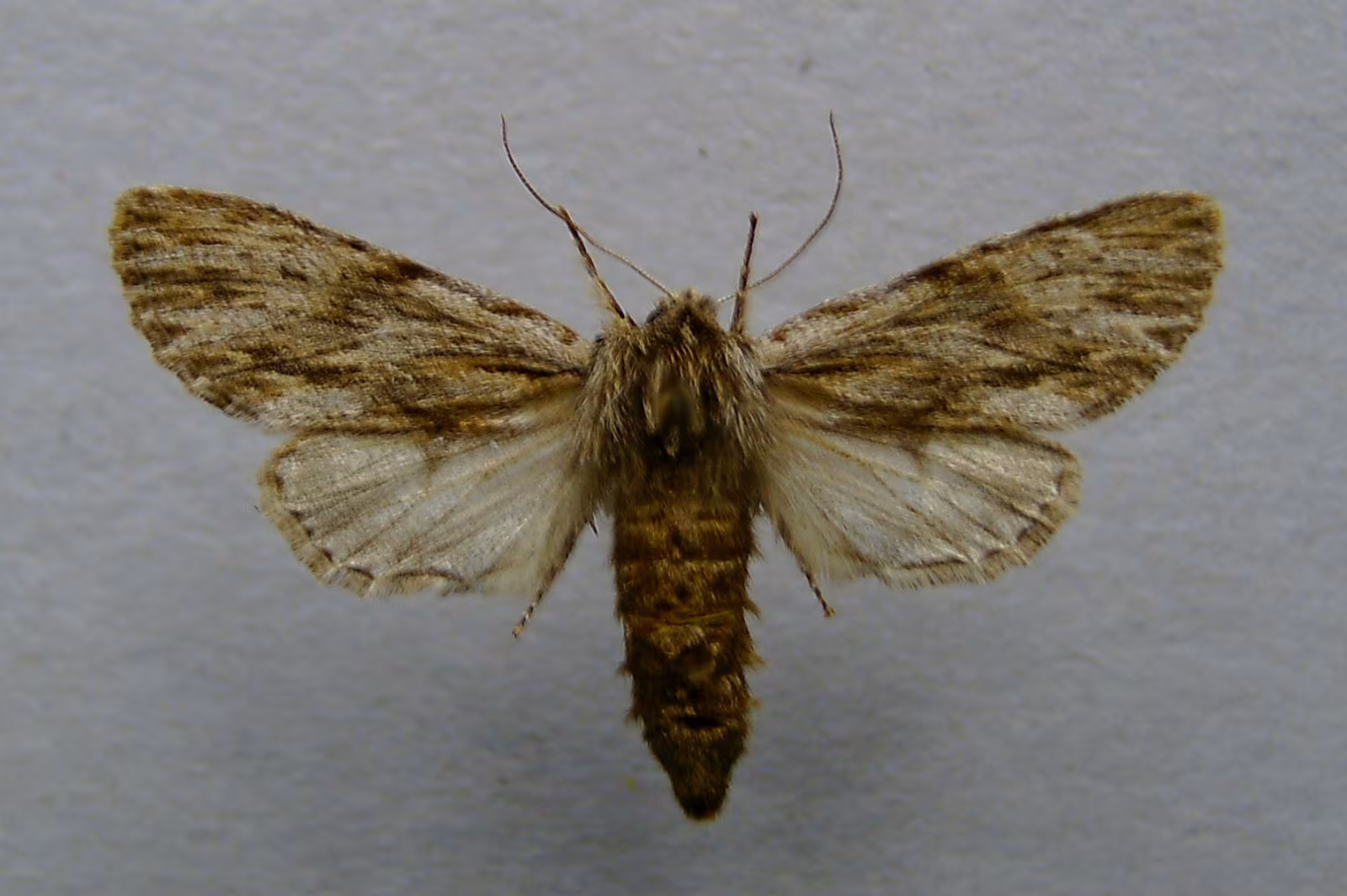 Asteroscopus sphinx
