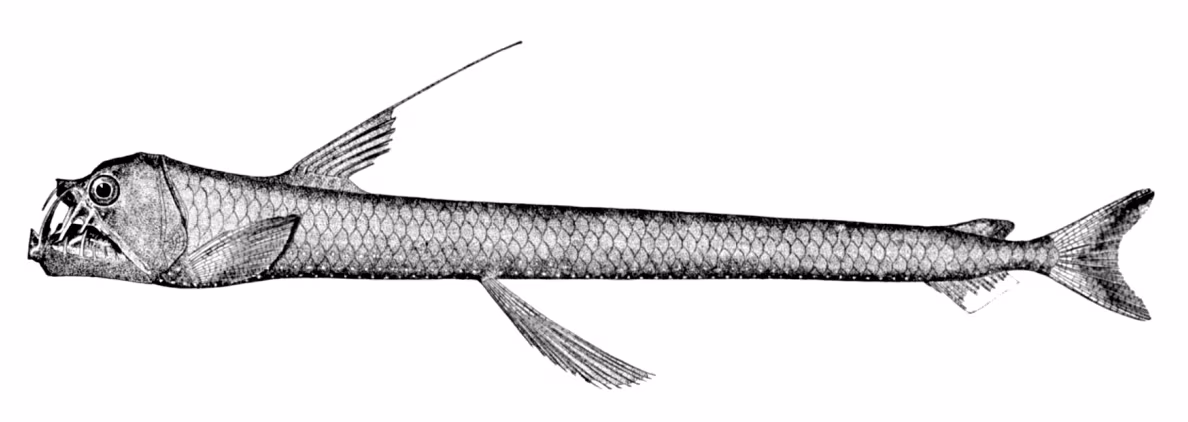 pesce vipera