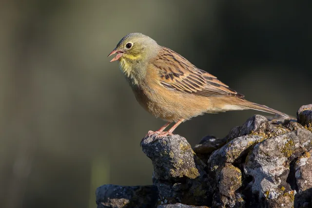 Ortolano