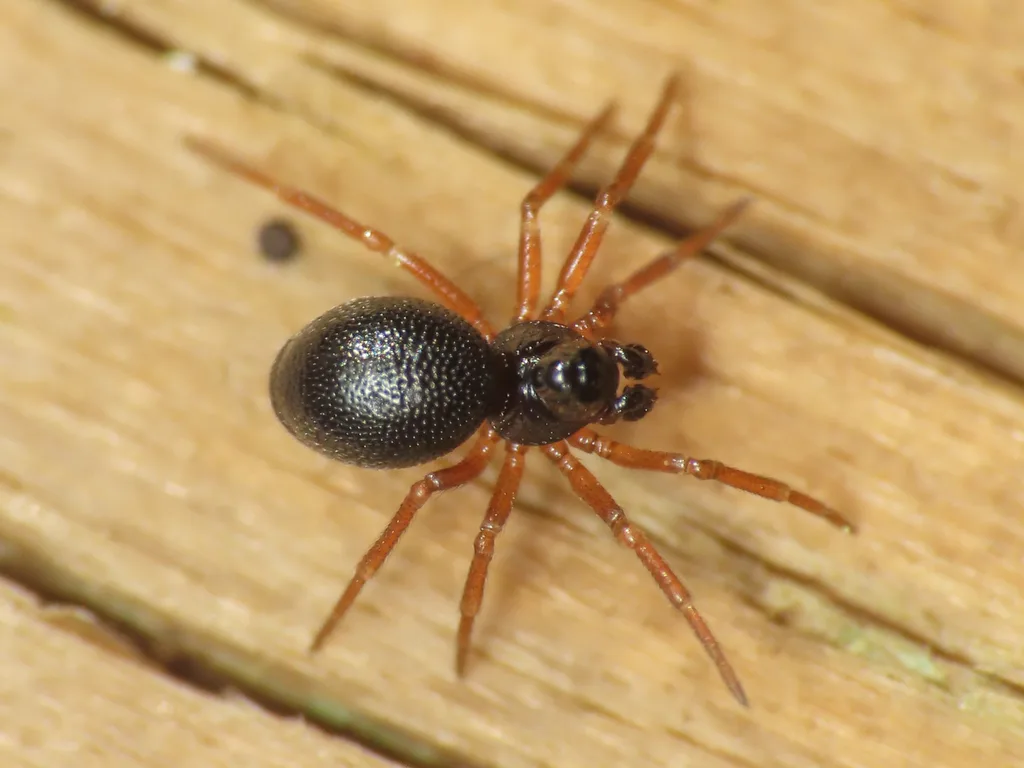 Pelecopsis parallela