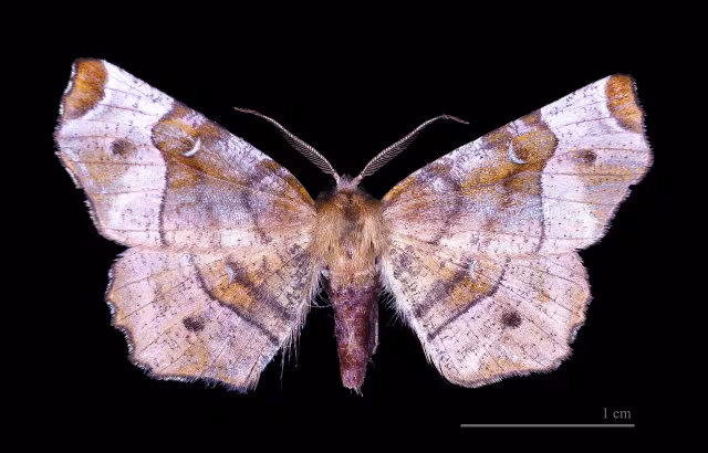 Selenia tetralunaria