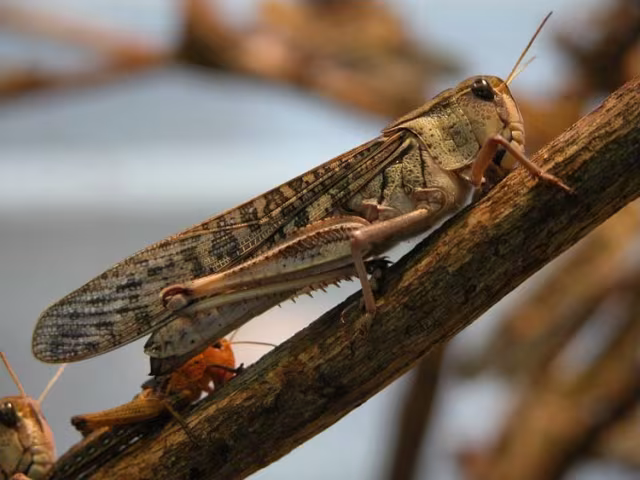 Locusta