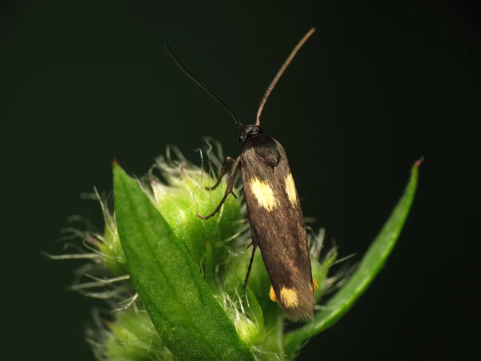 Scythris sinensis
