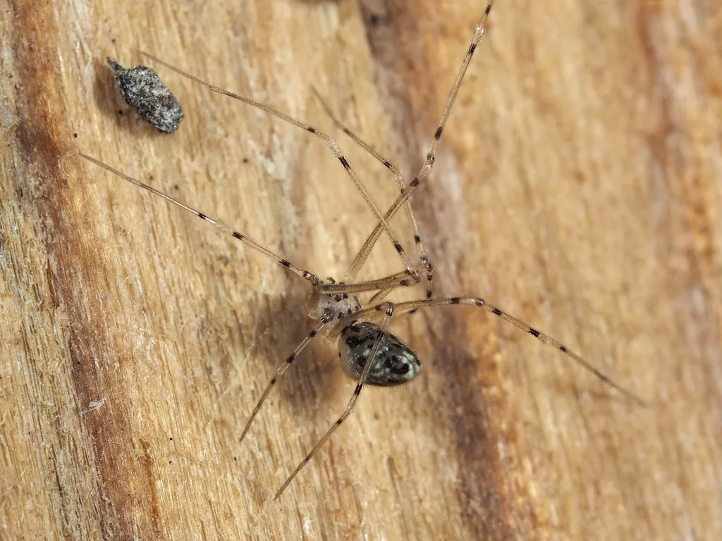 Spermophorides elevata