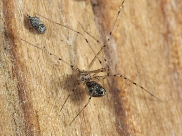 Spermophorides elevata