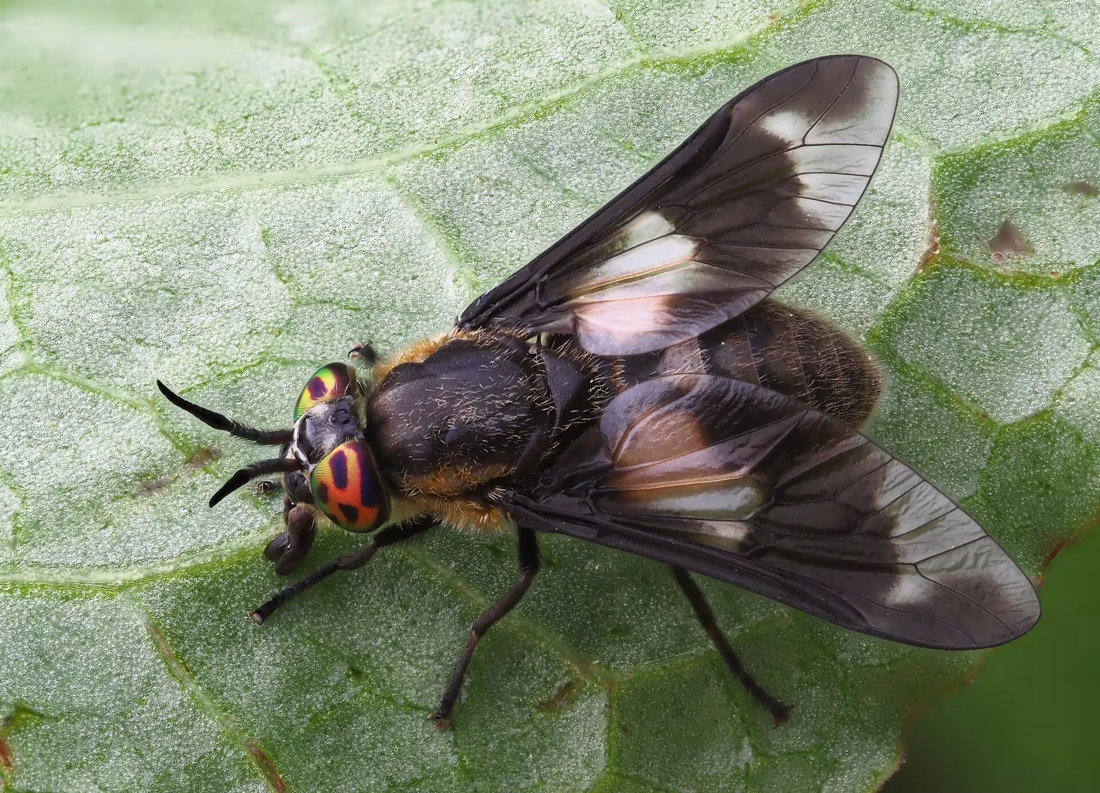 Chrysops caecutiens
