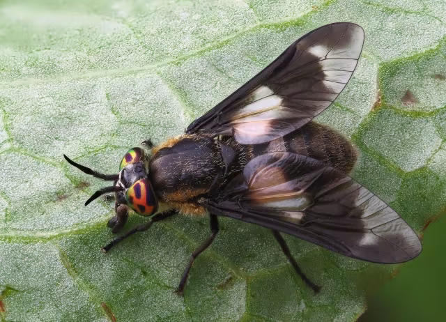 Chrysops caecutiens