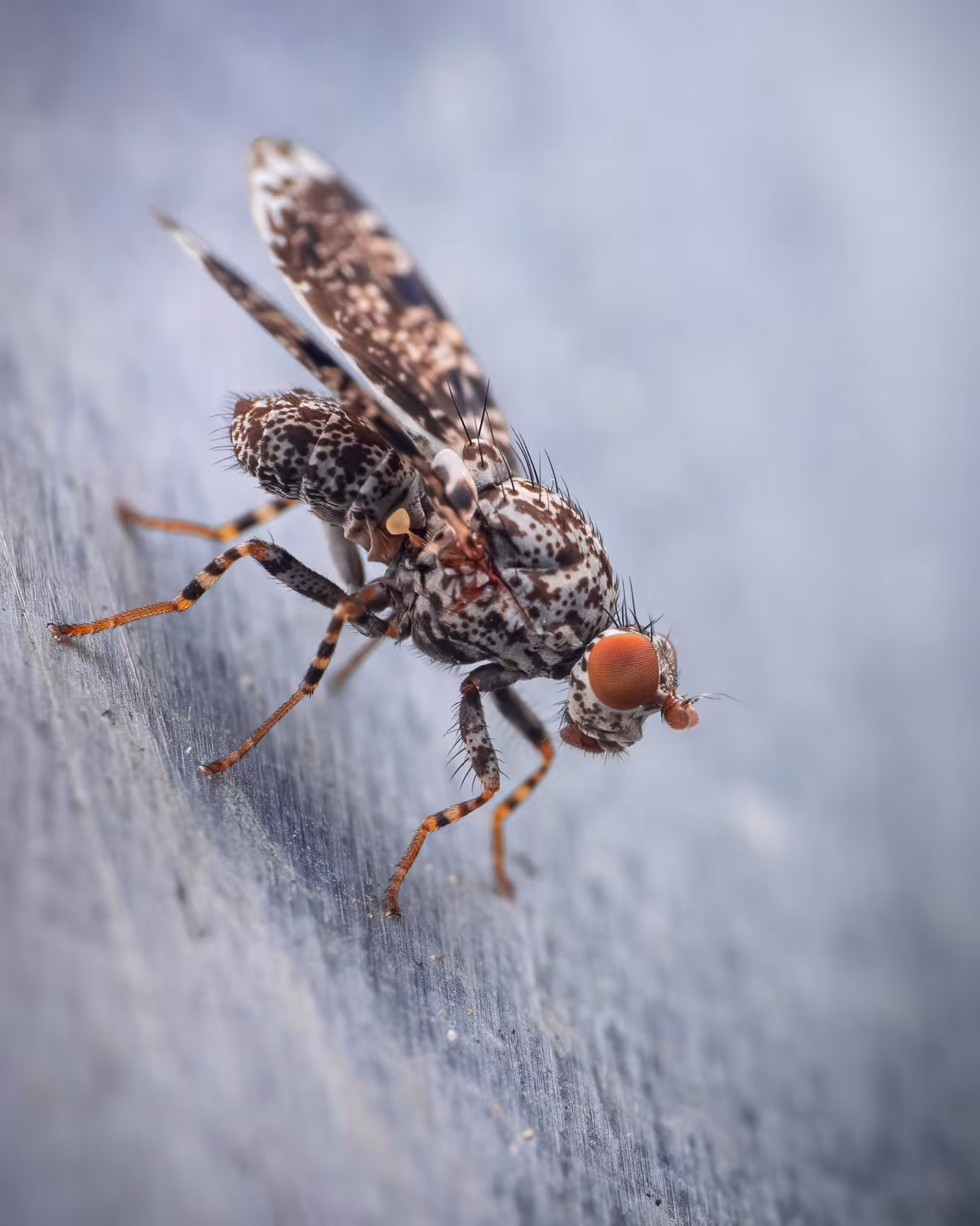 Callopistromyia annulipes
