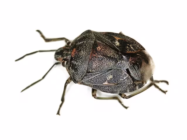 Holcogaster fibulata