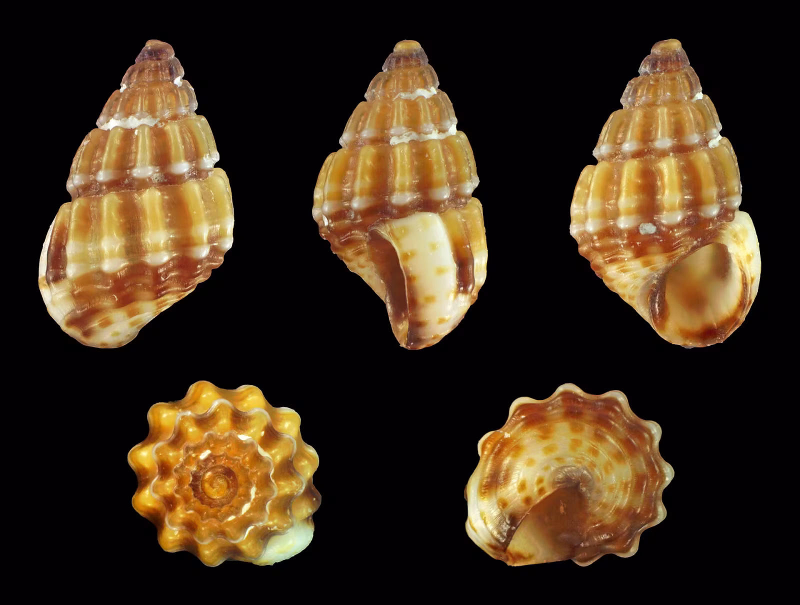 Alvania discors