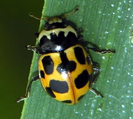 Ceratomegilla notata