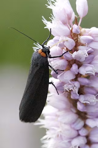 Red-necked Footman