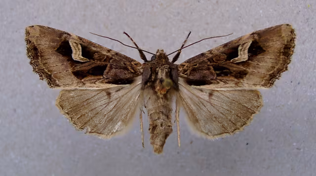 Trigonophora flammea