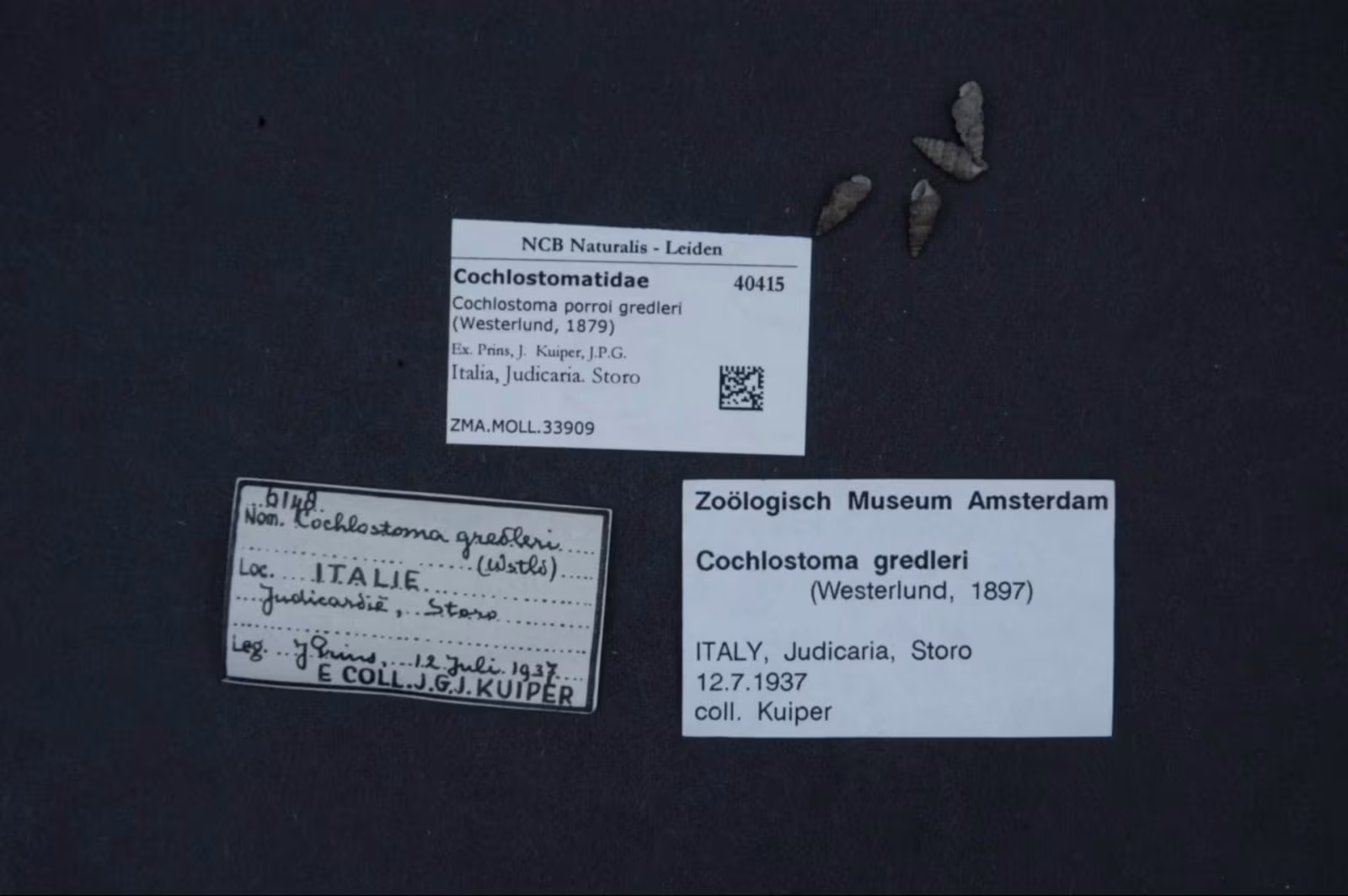 Cochlostoma porroi