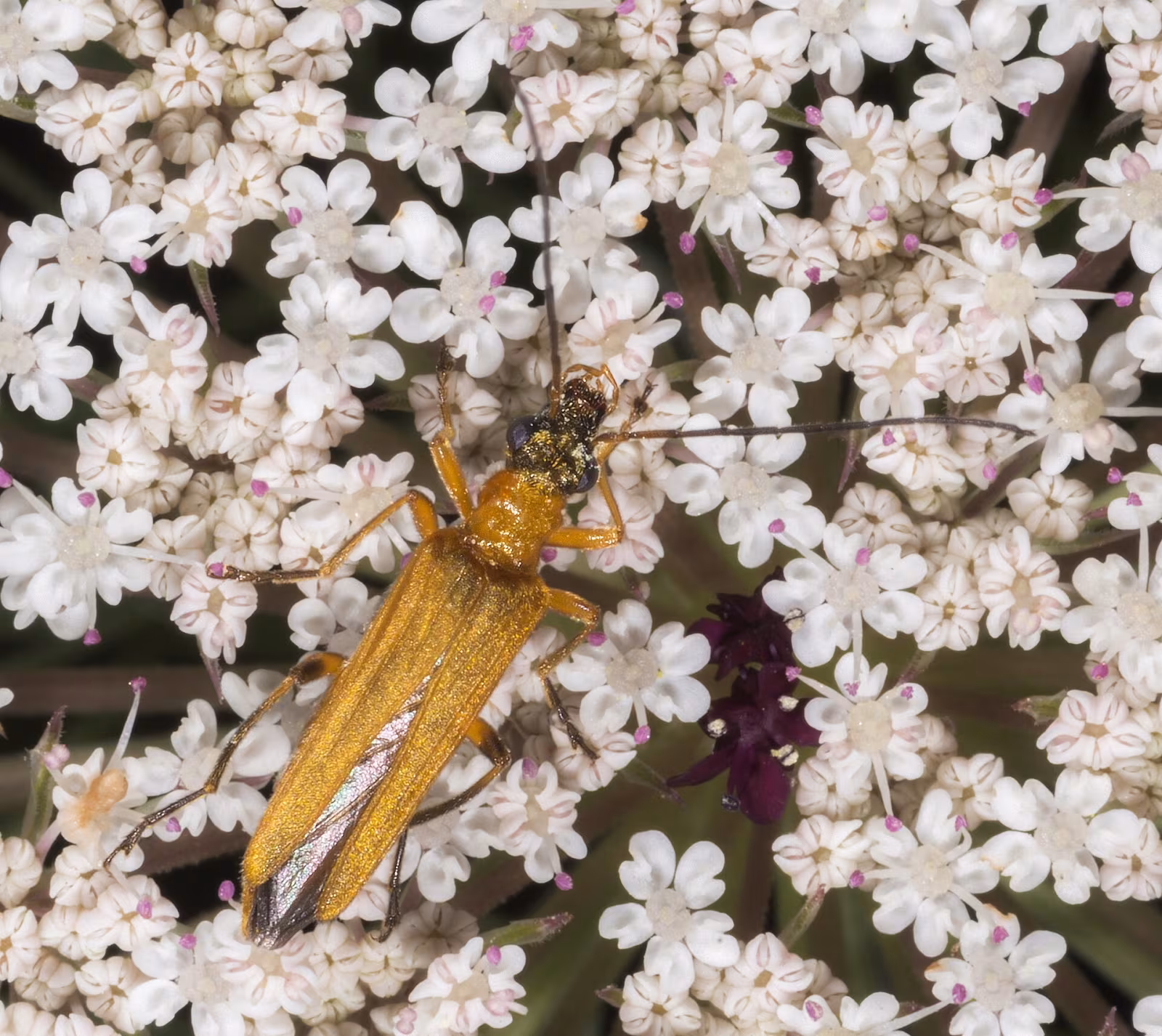 Oedemera podagrariae