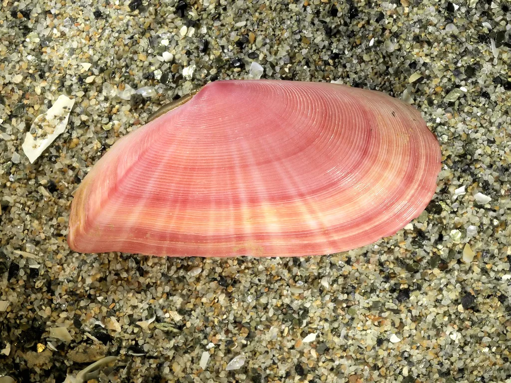 Tellina raggiata