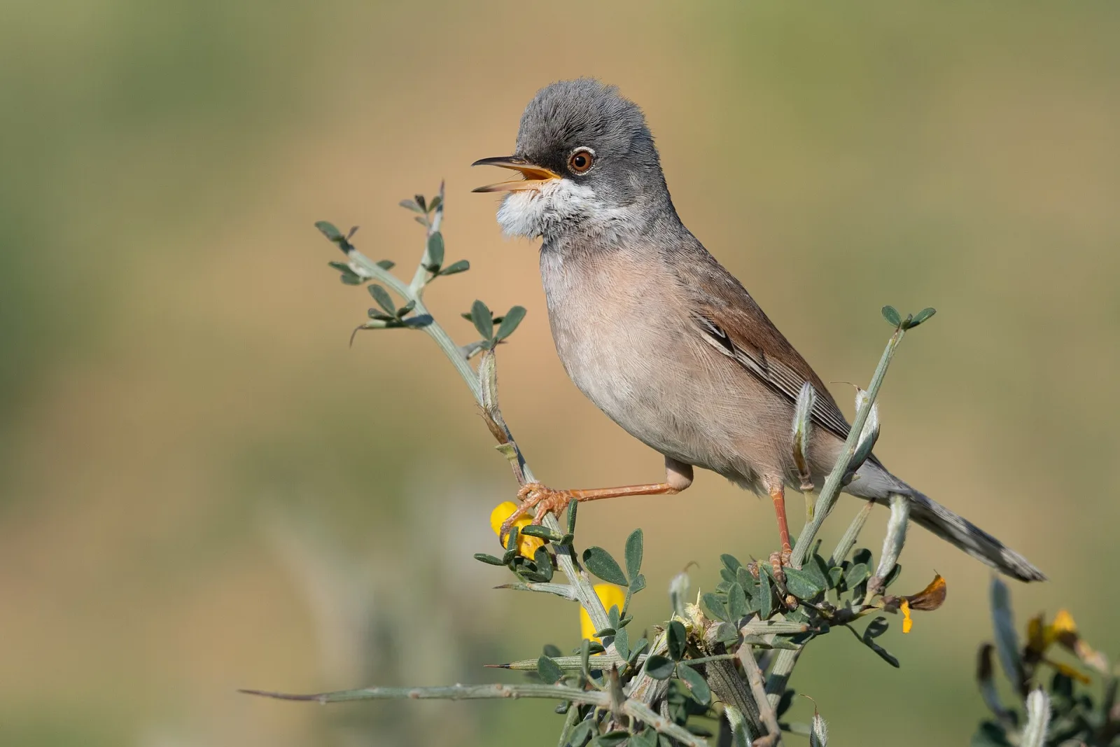 Spectacled Warbler