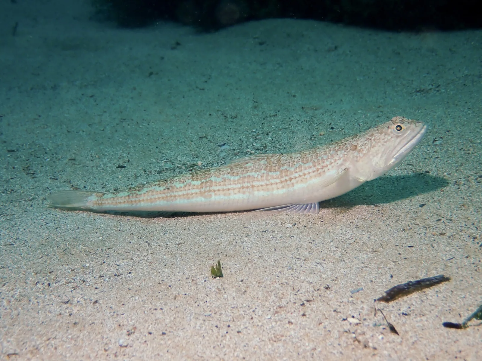 pesce lucertola mediterraneo