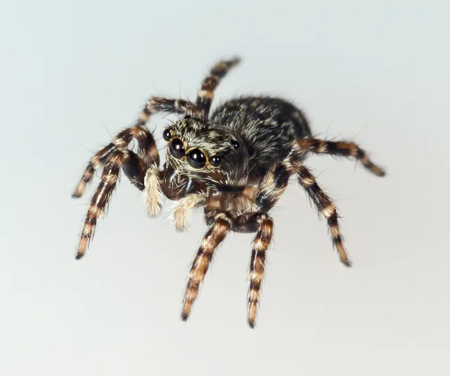 Pseudeuophrys lanigera