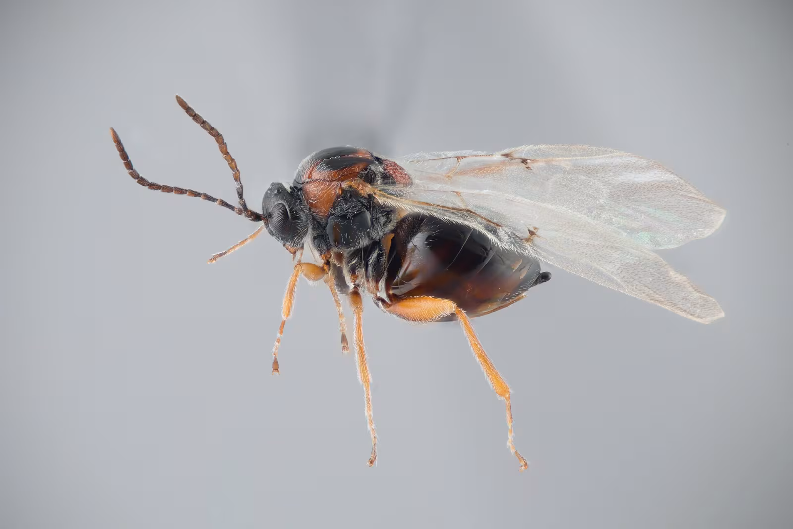 Andricus curvator