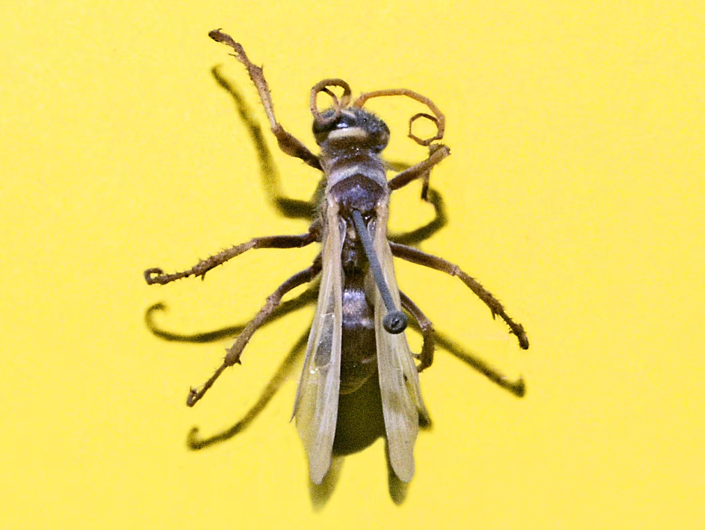 Parabatozonus lacerticida