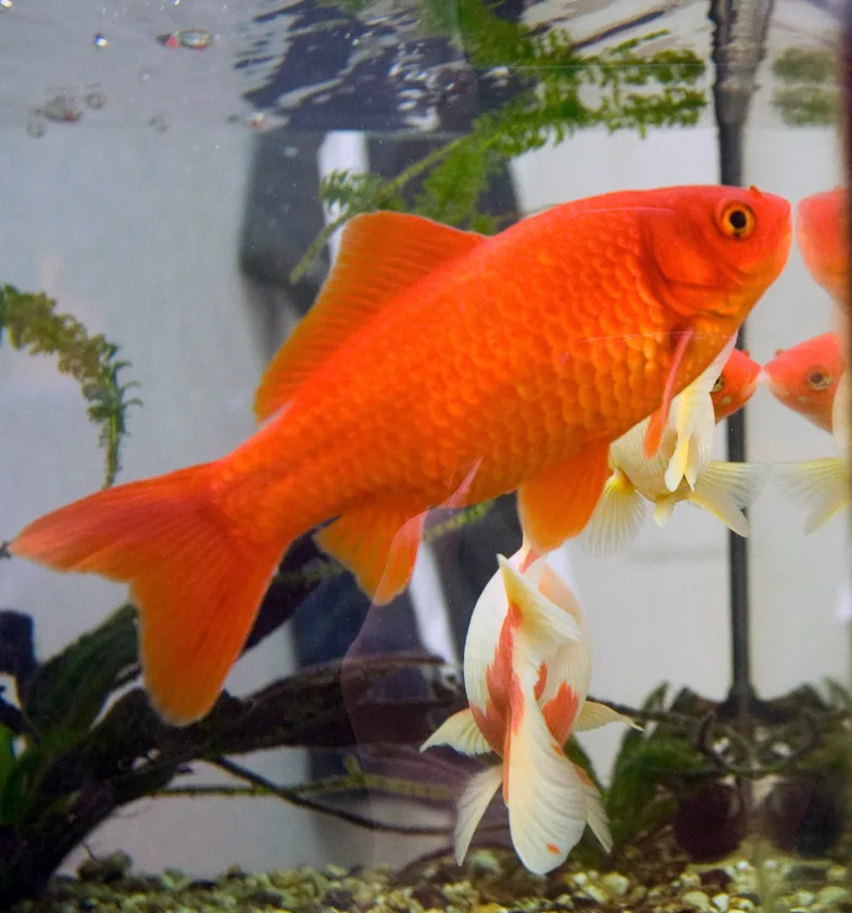 Pesce rosso