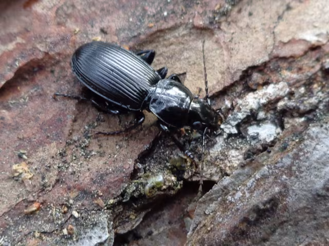 Pterostichus niger